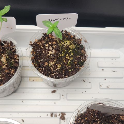Slurricane growlog timeline photo