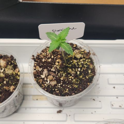 Slurricane growlog timeline photo