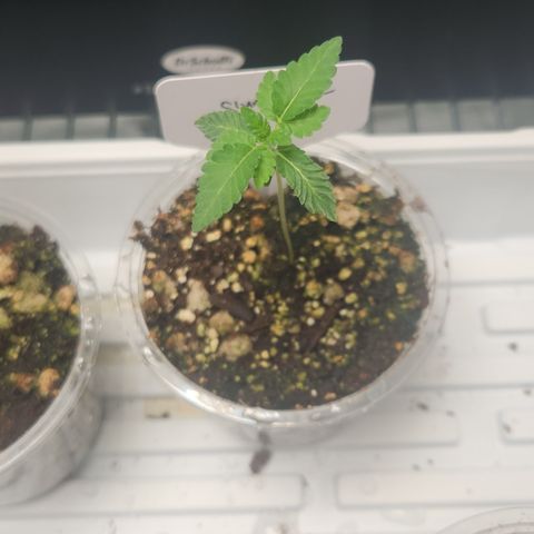 Slurricane growlog timeline photo