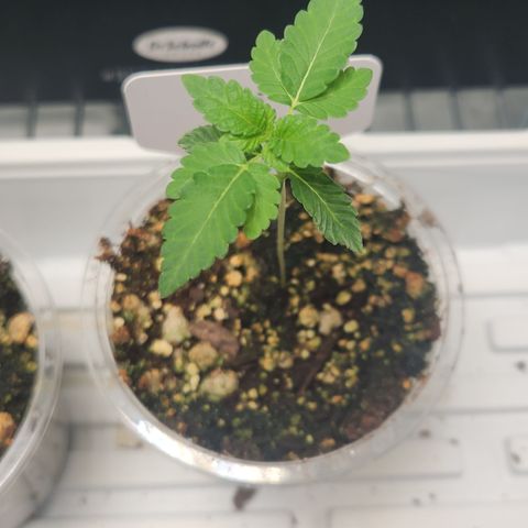 Slurricane growlog timeline photo