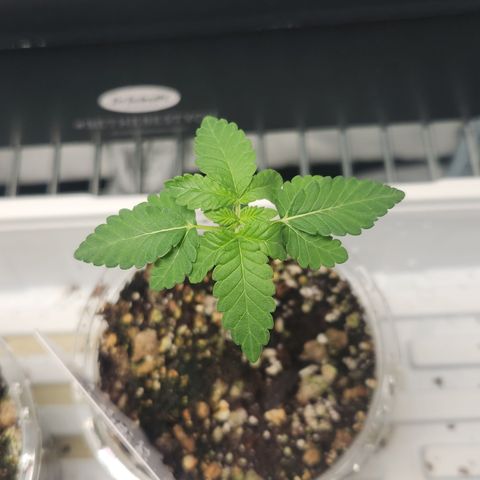 Slurricane growlog timeline photo