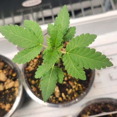 Slurricane growlog timeline photo