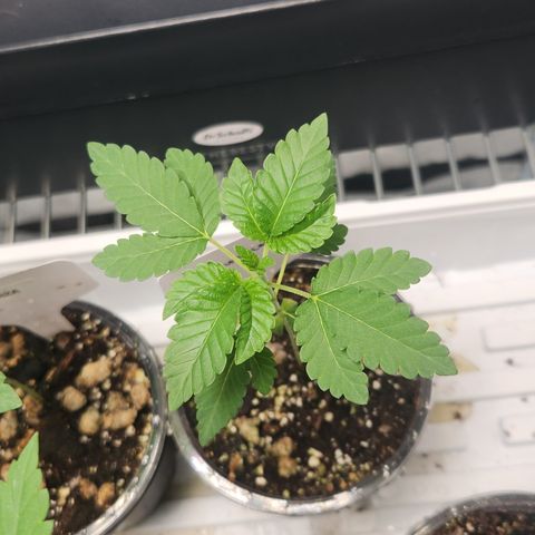 Slurricane growlog timeline photo
