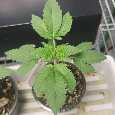 Slurricane growlog timeline photo