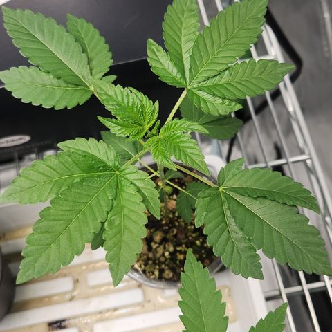 Slurricane growlog timeline photo