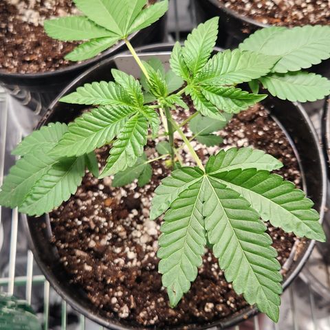 Slurricane growlog timeline photo