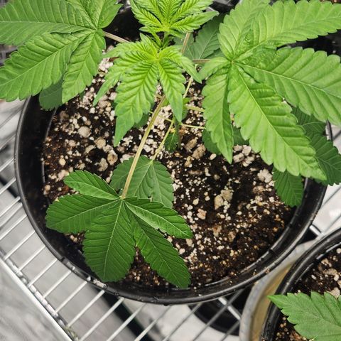 Slurricane growlog timeline photo