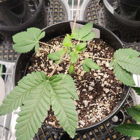 Slurricane growlog timeline photo