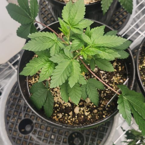 Slurricane growlog timeline photo