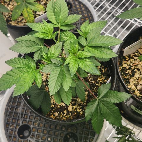 Slurricane growlog timeline photo