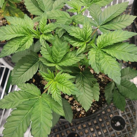 Slurricane growlog timeline photo