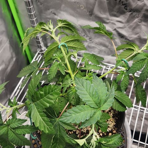 Slurricane growlog timeline photo
