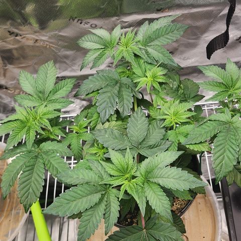Slurricane growlog timeline photo
