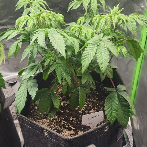Slurricane growlog timeline photo