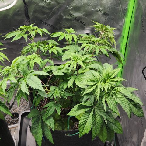 Slurricane growlog timeline photo