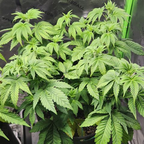 Slurricane growlog timeline photo
