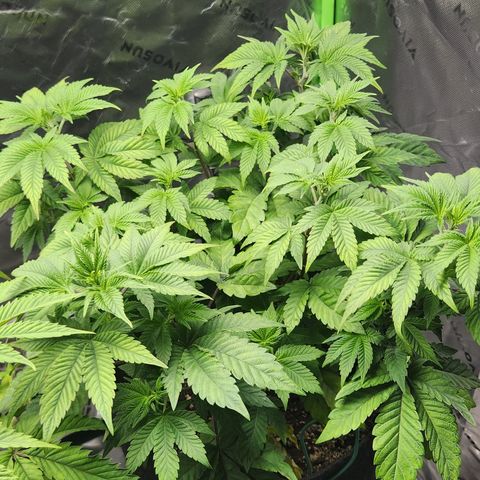 Slurricane growlog timeline photo