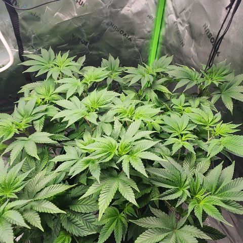 Slurricane growlog timeline photo