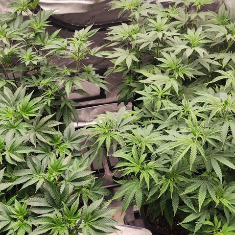 Slurricane growlog timeline photo