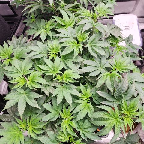Slurricane growlog timeline photo