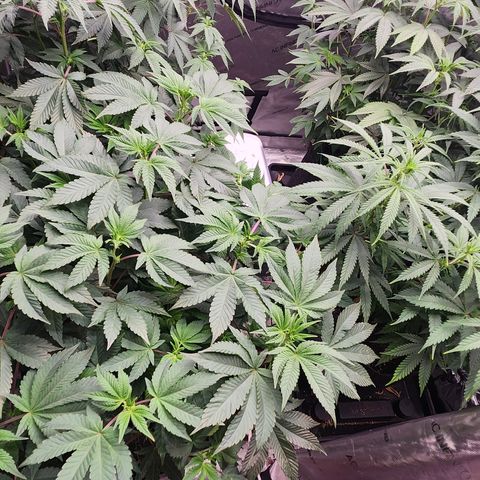 Slurricane growlog timeline photo