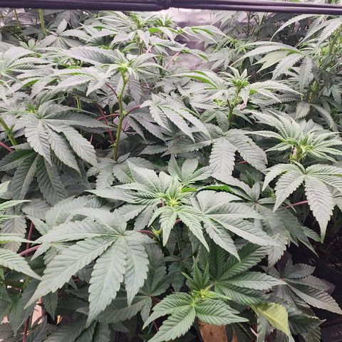 Slurricane growlog timeline photo