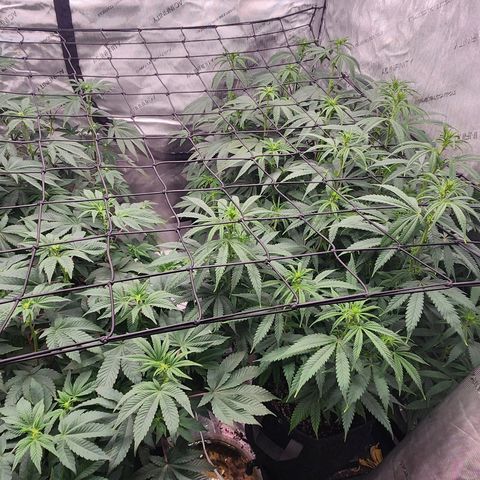 Slurricane growlog timeline photo
