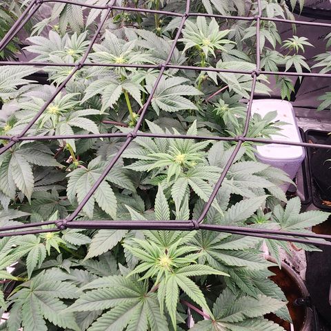 Slurricane growlog timeline photo