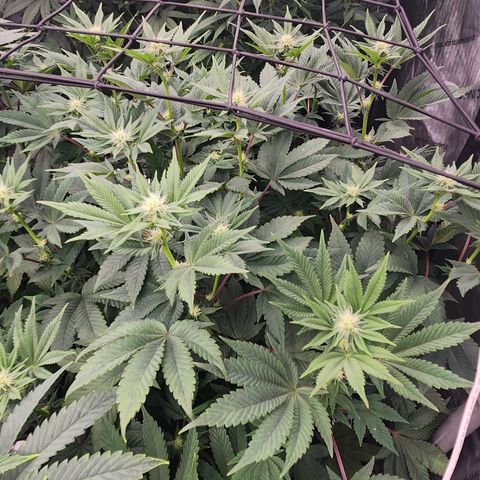 Slurricane growlog timeline photo