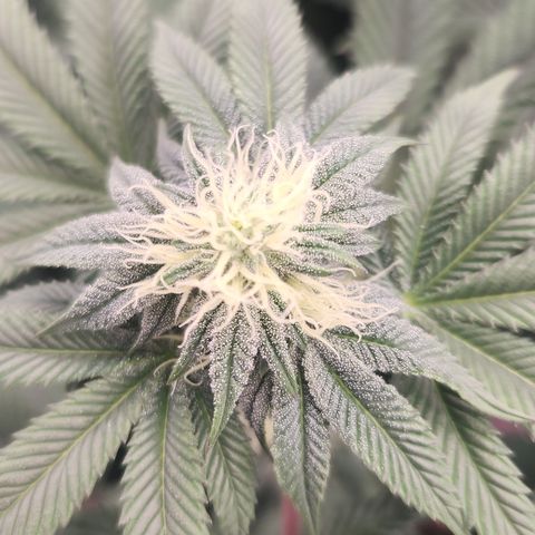 Slurricane growlog timeline photo