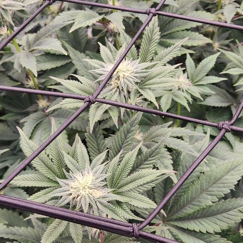 Slurricane growlog timeline photo