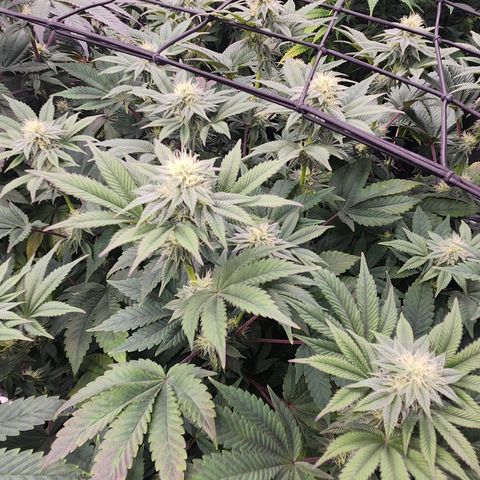Slurricane growlog timeline photo