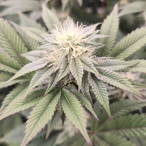Slurricane growlog timeline photo