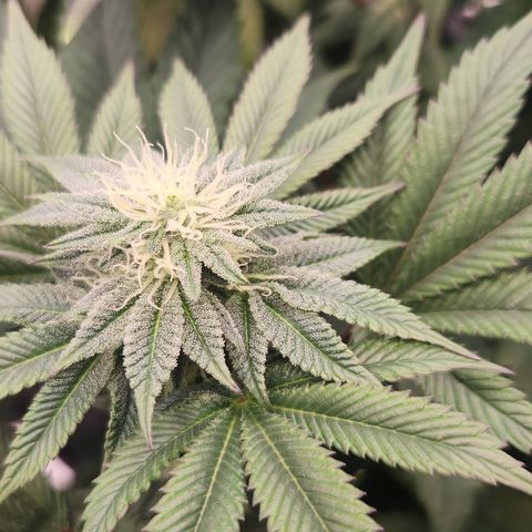 Slurricane growlog timeline photo