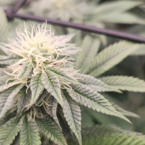 Slurricane growlog timeline photo