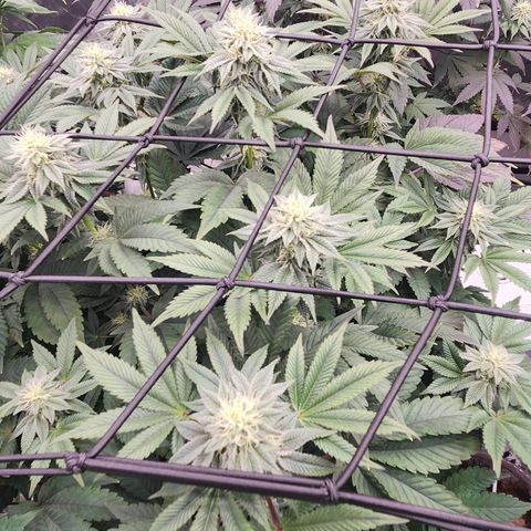 Slurricane growlog timeline photo