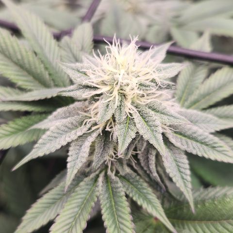 Slurricane growlog timeline photo