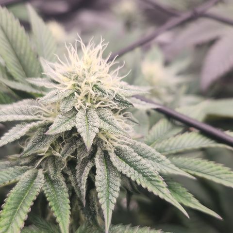 Slurricane growlog timeline photo