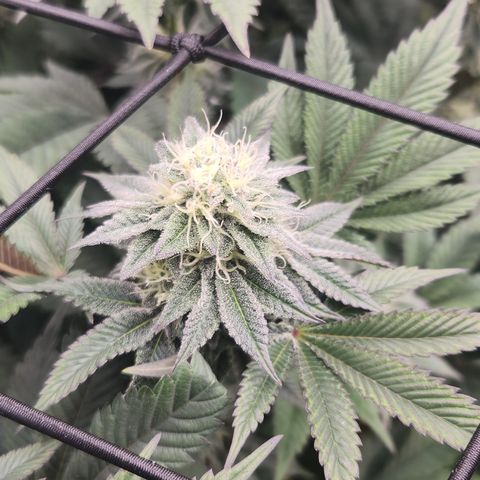 Slurricane growlog timeline photo