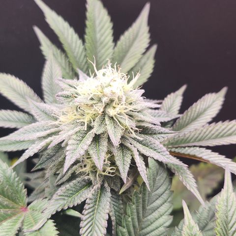 Slurricane growlog timeline photo
