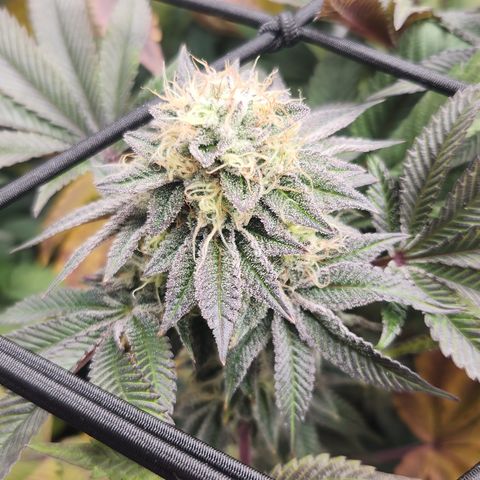 Slurricane growlog timeline photo