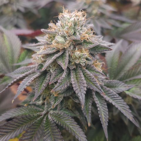 Slurricane growlog timeline photo