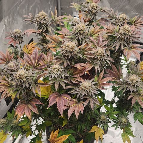Slurricane growlog timeline photo