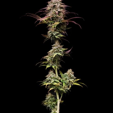 Slurricane growlog timeline photo