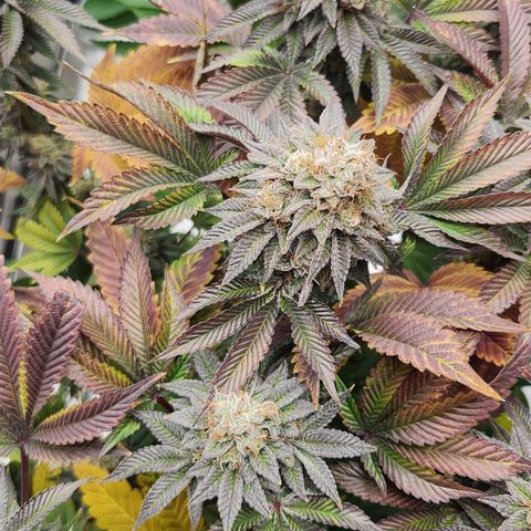 Slurricane growlog timeline photo
