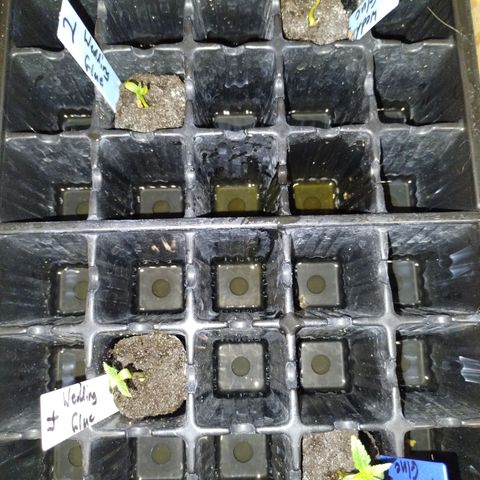Wedding Glue  #4 growlog photo: Ready to transplant 