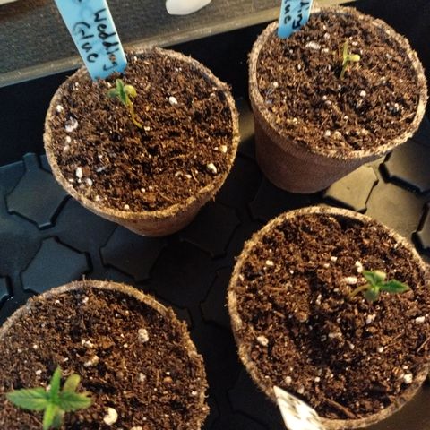 Wedding Glue  #4 growlog photo: Peat Pots DAY ONE 