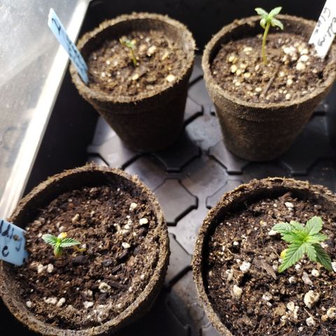 Wedding Glue  #4 growlog timeline photo