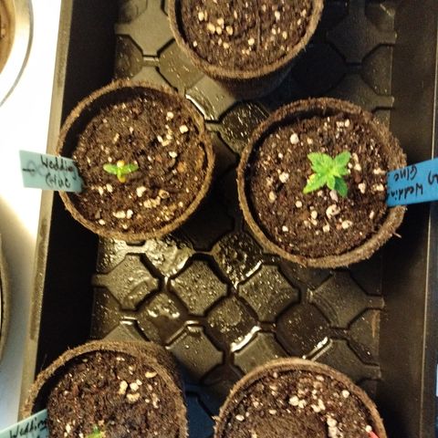 Wedding Glue  #4 growlog timeline photo