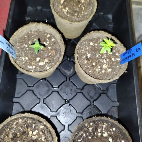 Wedding Glue  #4 growlog photo: Ready for transplant 